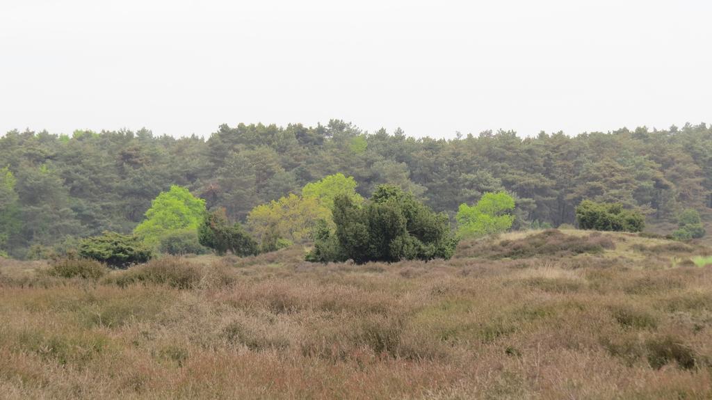 'T Zwanemeer Gieten Esterno foto